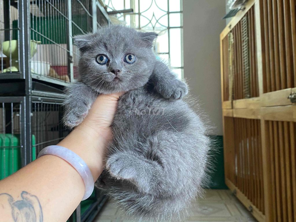 Mèo Munchkin tai cụp Xám đã tiêm 1 mũi. Mua bán Mèo tại Huyện Bình Chánh Tp Hồ Chí Minh được đăng bởi NHÀ CÓ MẤY EM MÈO  HCM hình 1