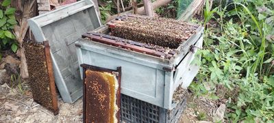 Mật ong tự nhiên mùa hoa nhãn Huế