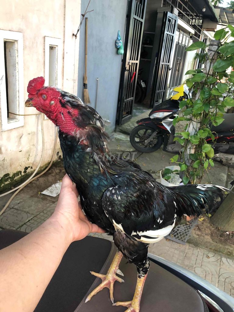 Gà đúc. Mua bán Gà tại Quận Ngũ Hành Sơn Đà Nẵng được đăng bởi bonbon hình 1