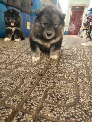 Chó Alaska Nhà Trồng. Mua bán Chó tại Thành phố Biên Hòa Đồng Nai được đăng bởi Trần Kiều
