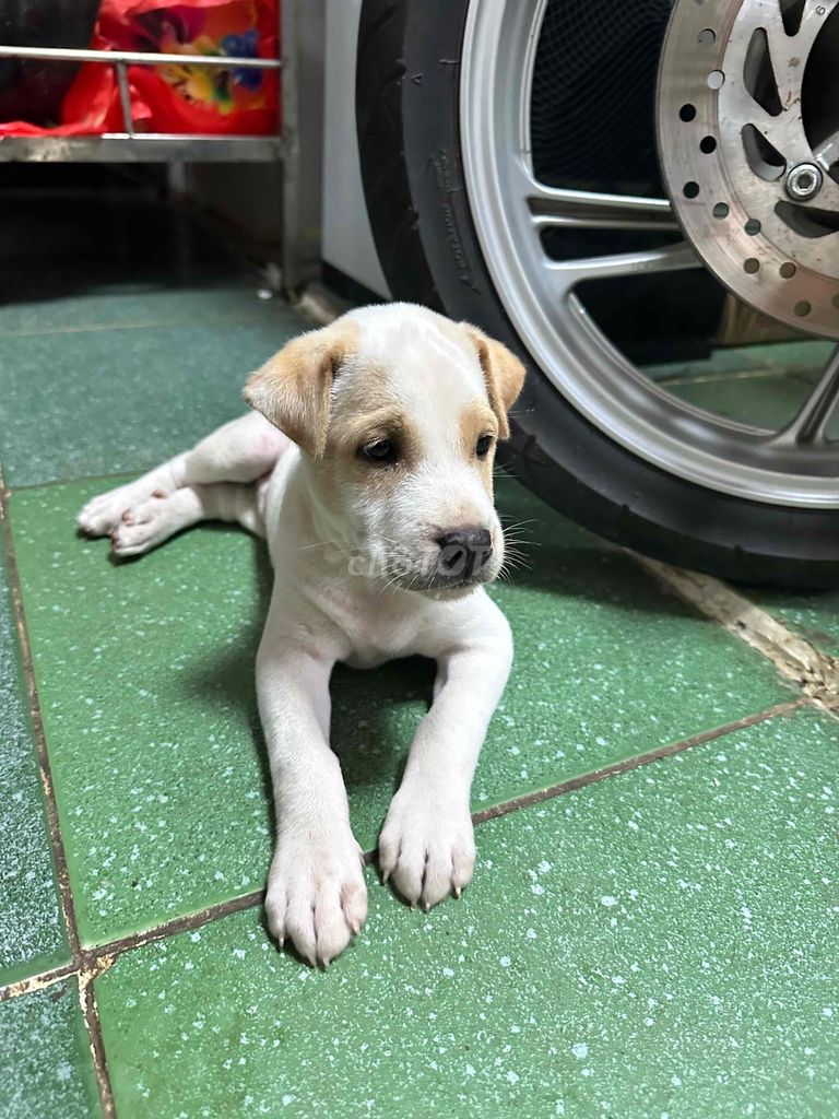 Chó đốm Kem Đực có móng đeo. Mua bán Chó tại Thành phố Vĩnh Long Vĩnh Long được đăng bởi Đăng Huy  hình 1