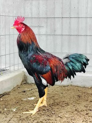Tìm Mua gà Mồng Vua. Mua bán Gà tại Huyện Gò Quao Kiên Giang được đăng bởi Băng Băng Phạm