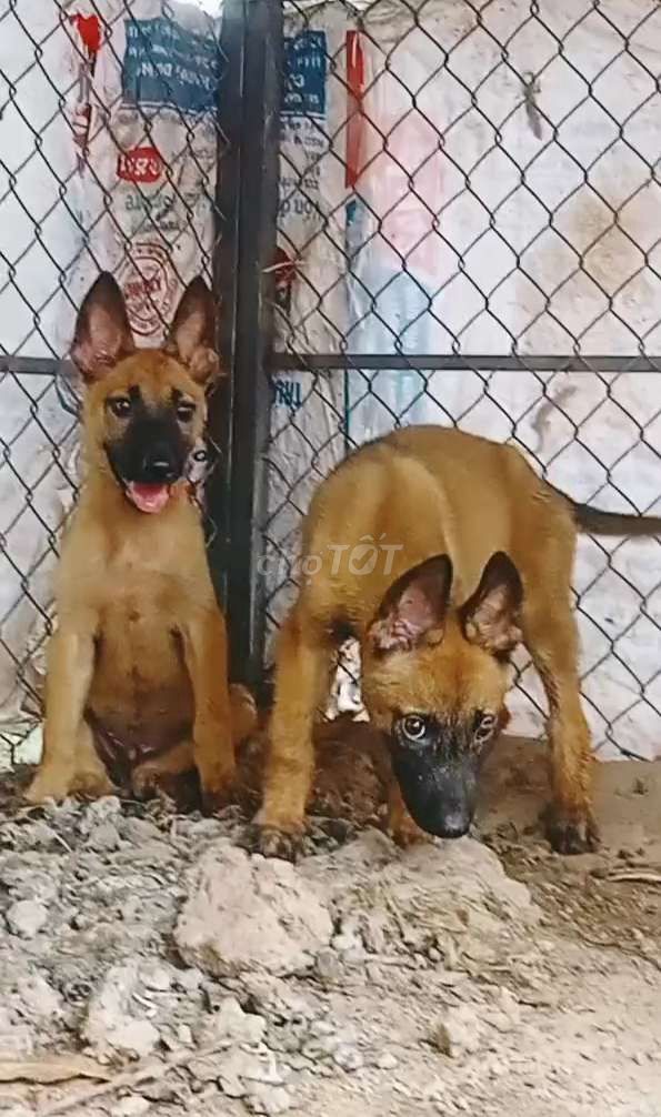 Chó Bec Bỉ 2 tháng. Mua bán Chó tại Huyện Thường Tín Hà Nội được đăng bởi Thanhdat Nguyen hình 1