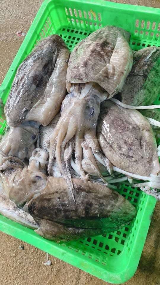 Mực nang tươi sống. Mua bán Đồ ăn, thực phẩm và các loại khác tại Thành phố Biên Hòa Đồng Nai được đăng bởi vân trần hình 1