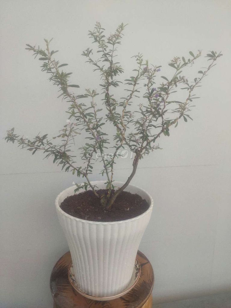 Sam bonsai để bàn siêu bông 3 màu trắng hồng tím