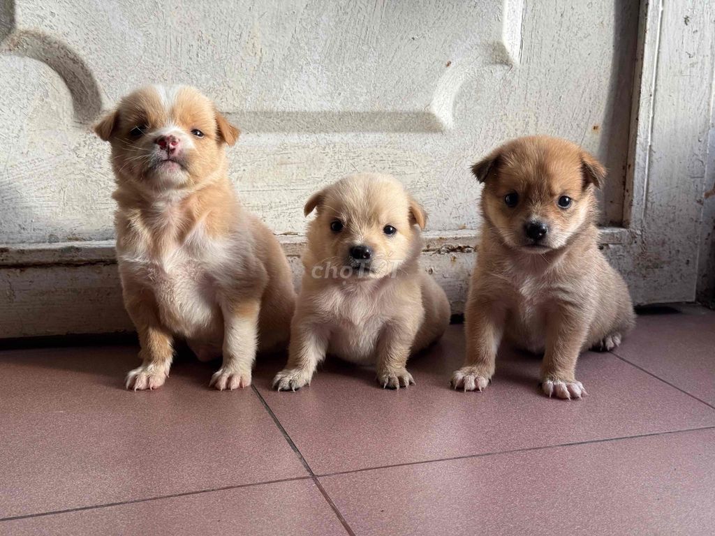 Chó nhật lai nhà nuôi. Mua bán Chó tại Quận 8 Tp Hồ Chí Minh được đăng bởi Phan hung tam hình 3