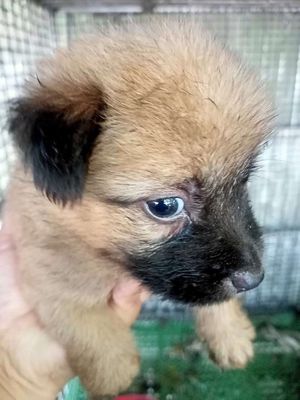 Chó Poodle Tiny Nhiều màu