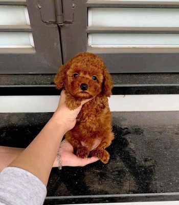 Chó Poodle Nâu đỏ Cả hai