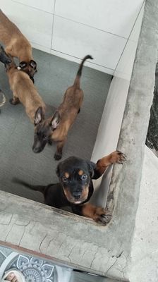 rottweile 3 thang