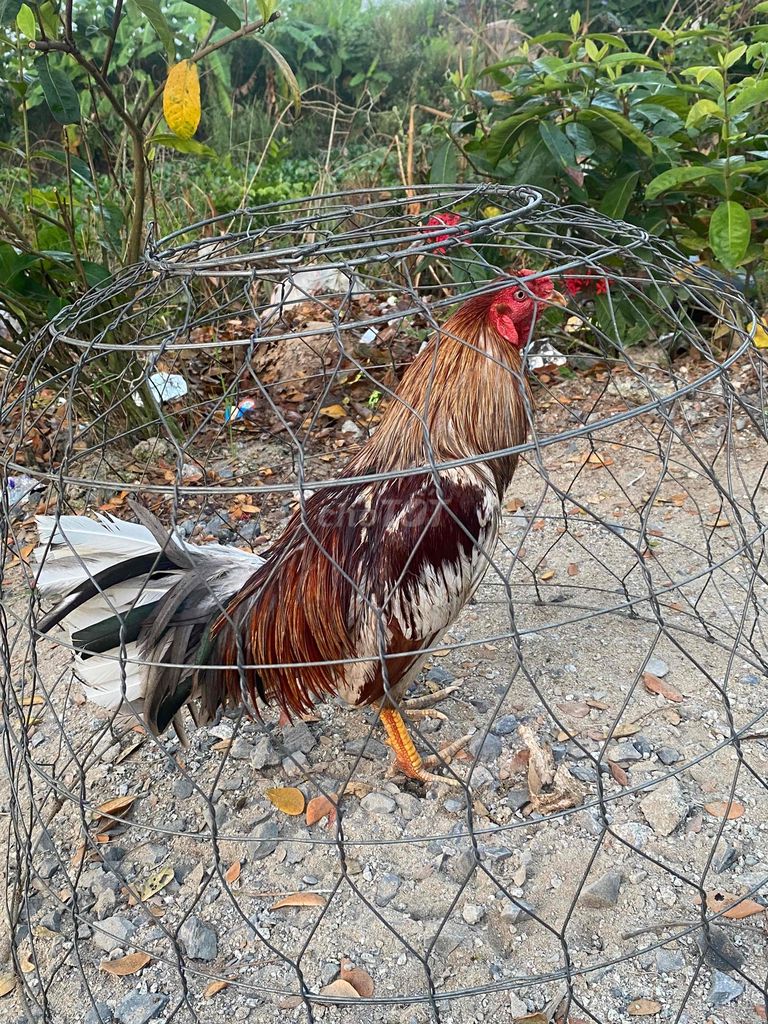 khong chơi nua cần thanh lý