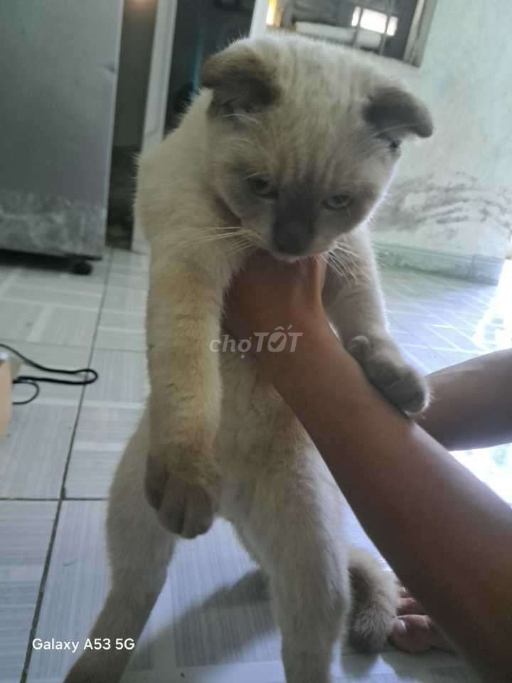 Mèo Trắng xám đã tiêm phòng. Mua bán Mèo tại Quận Sơn Trà Đà Nẵng được đăng bởi hung lê hình 1