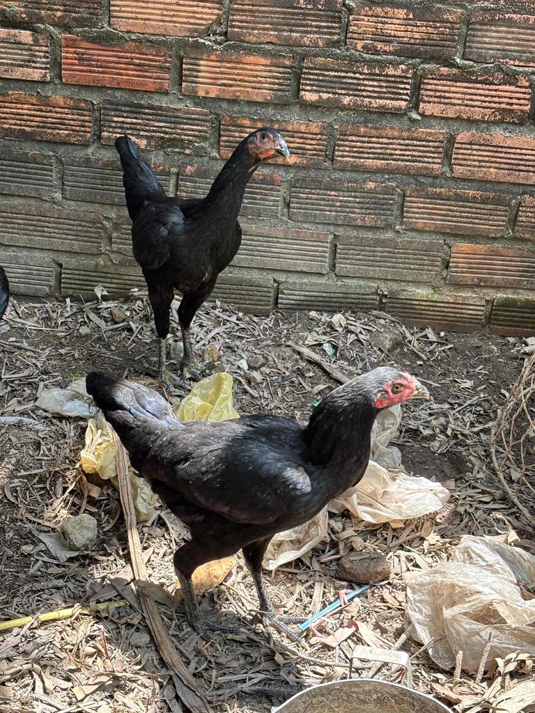 Gà tơ mái ô 1kg7 còn 1 lứa 7 con giá sinh viên. Mua bán Gà tại Huyện Trảng Bom Đồng Nai được đăng bởi nguyễn trường hình 1