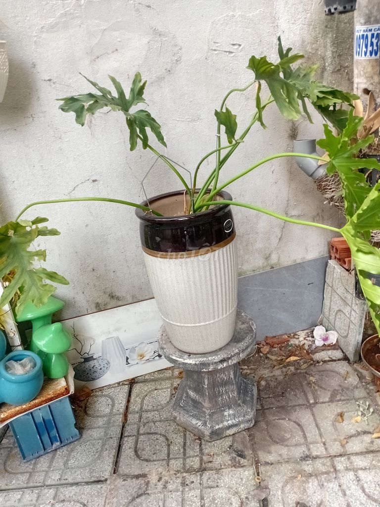 Nhà dư pass Cây cảnh Trầu bà Xanh lá cho ai cần. Mua bán Cây cảnh, đồ trang trí tại Quận 12 Tp Hồ Chí Minh được đăng bởi My hình 1