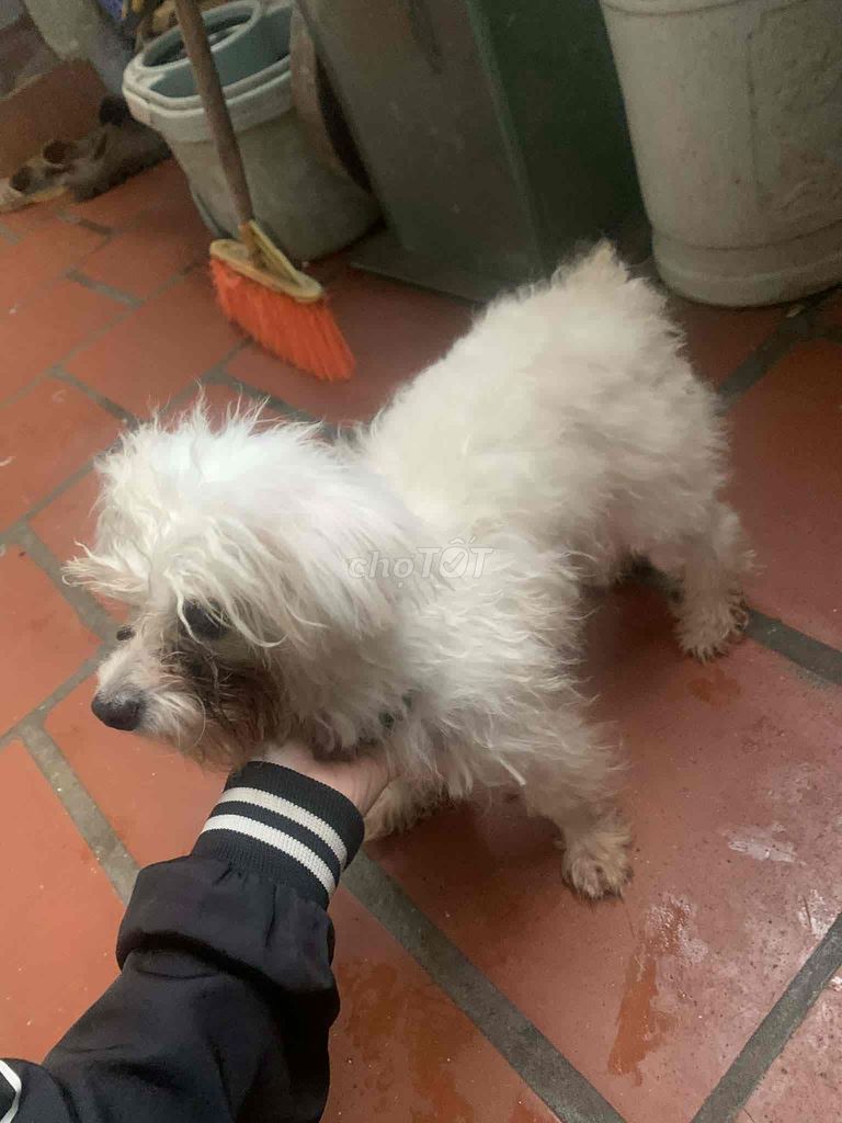 Chó Poodle màu Trắng. Mua bán Chó tại Huyện Sóc Sơn Hà Nội được đăng bởi Nguyênn hình 1
