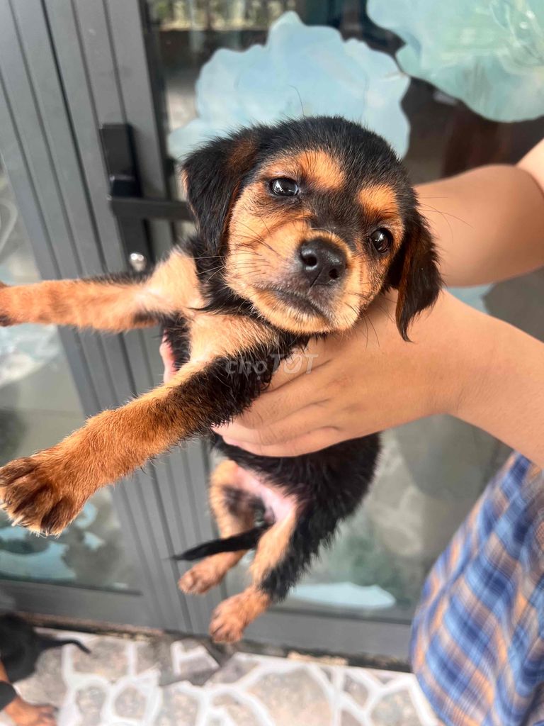 Chó Labrador con dưới 5 tháng