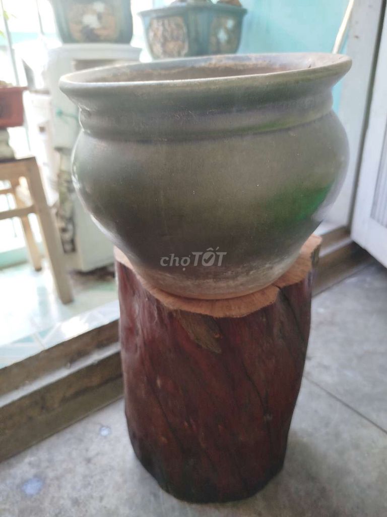 Chậu cây cảnh Xanh 20cm 18cm 80%. Mua bán Cây cảnh, đồ trang trí tại Quận 1 Tp Hồ Chí Minh được đăng bởi tú hình 1