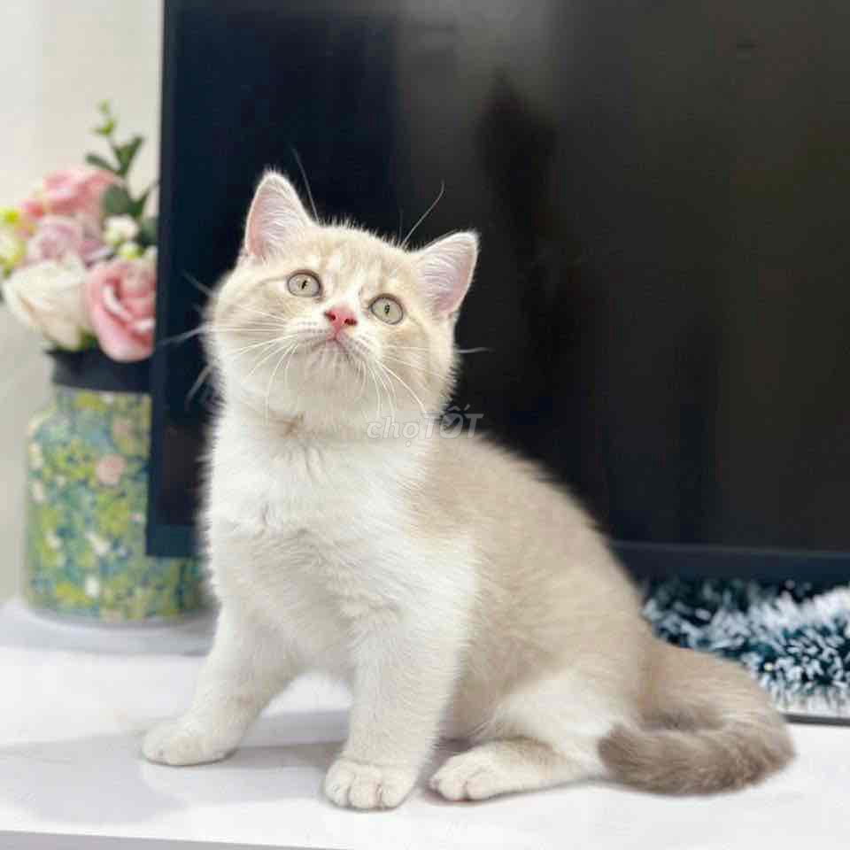 Mèo Anh chân ngắn giá từ 2tr. Mua bán Mèo tại Huyện Hoài Đức Hà Nội được đăng bởi Mei Mei hình 1