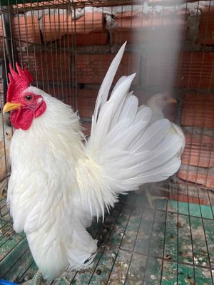 Gà Serama từ 2 tháng rưỡi - 6 tháng nhiều màu sắc.. Mua bán Gà tại Quận 8 Tp Hồ Chí Minh được đăng bởi Nghia Trinh hình 1