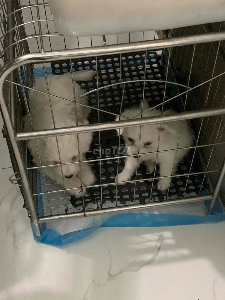 Chó Poodle lai Đực Cái Trắng 2 tháng. Mua bán Chó tại Quận Bắc Từ Liêm Hà Nội được đăng bởi Nguyễn Mạnh hình 1