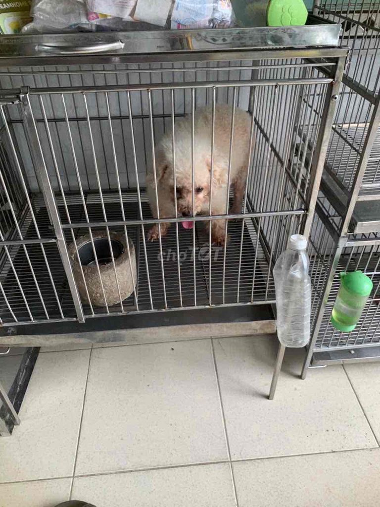 Bán mẹ 1tr700+phối 800+bầu 2triệu tổng 4triệu500. Mua bán Chó tại Quận 8 Tp Hồ Chí Minh được đăng bởi Cửa Hàng Thanh Lý Đồ Cũ Mới hình 5