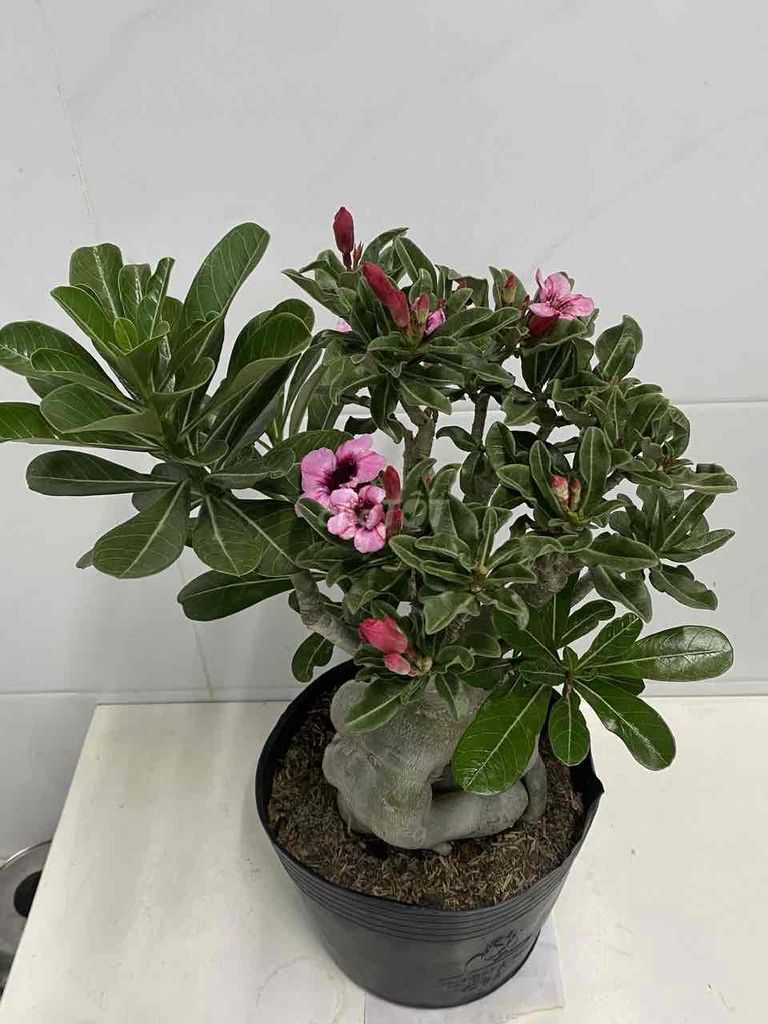 sứ ghép. Mua bán Cây cảnh, đồ trang trí tại Quận 7 Tp Hồ Chí Minh được đăng bởi Nga Trần hình 1