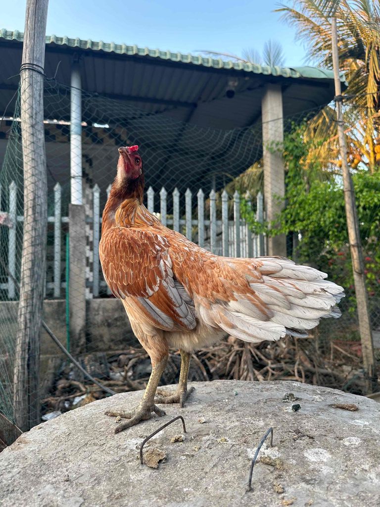 Xám vàng chân xanh 2,2kg. Mua bán Gà tại Huyện Châu Thành Tiền Giang được đăng bởi Võ Tấn Phúc hình 1