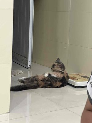 Mèo Ba Tư cái. Mua bán Mèo tại Quận 4 Tp Hồ Chí Minh được đăng bởi GIA BẢO