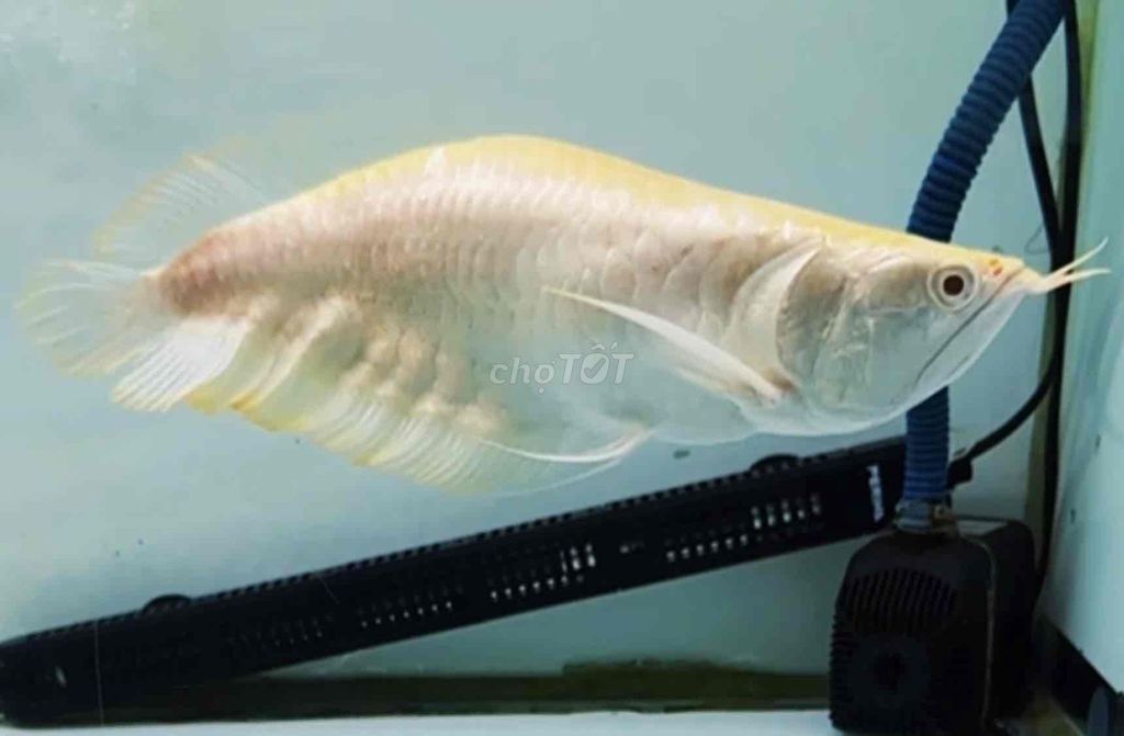 Thanh lý Ngân long Abino sps size 30-32cm. Mua bán Thú cưng khác tại Quận Tân Bình Tp Hồ Chí Minh được đăng bởi Duy Fish hình 1