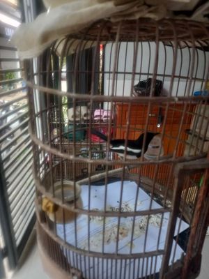 Bán chích chòe than. Mua bán Chim tại Thành phố Dĩ An Bình Dương được đăng bởi Tên chưa cung cấp
