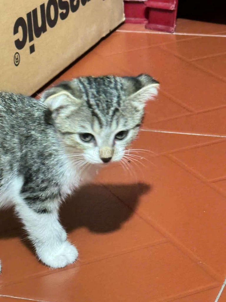 Mèo anh lông dài. Mua bán Mèo tại Huyện Củ Chi Tp Hồ Chí Minh được đăng bởi Trương Hoài Linh hình 2