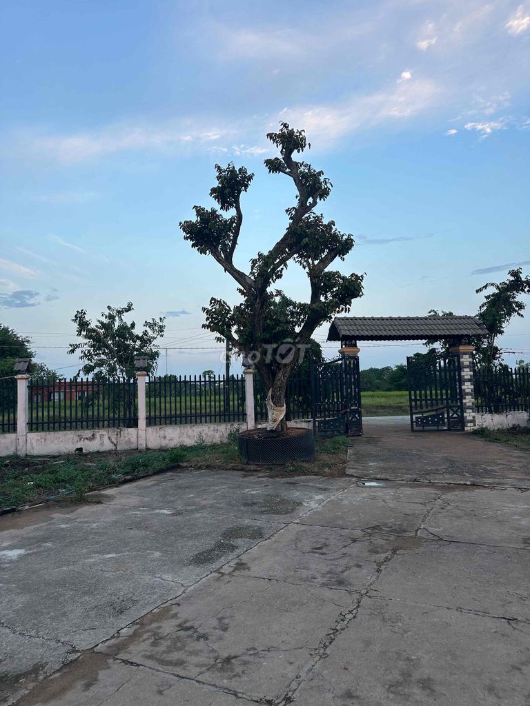 Cây Vú Sữa Bóng mát sân vườn. Mua bán Cây cảnh, đồ trang trí tại Huyện Hàm Thuận Bắc Bình Thuận được đăng bởi Son huynh hình 1