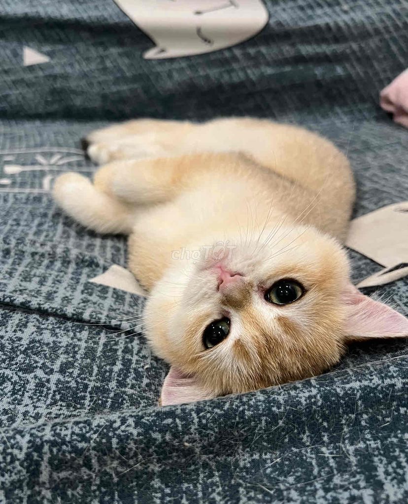 Mèo Golden siêu xinh thuần chủng
