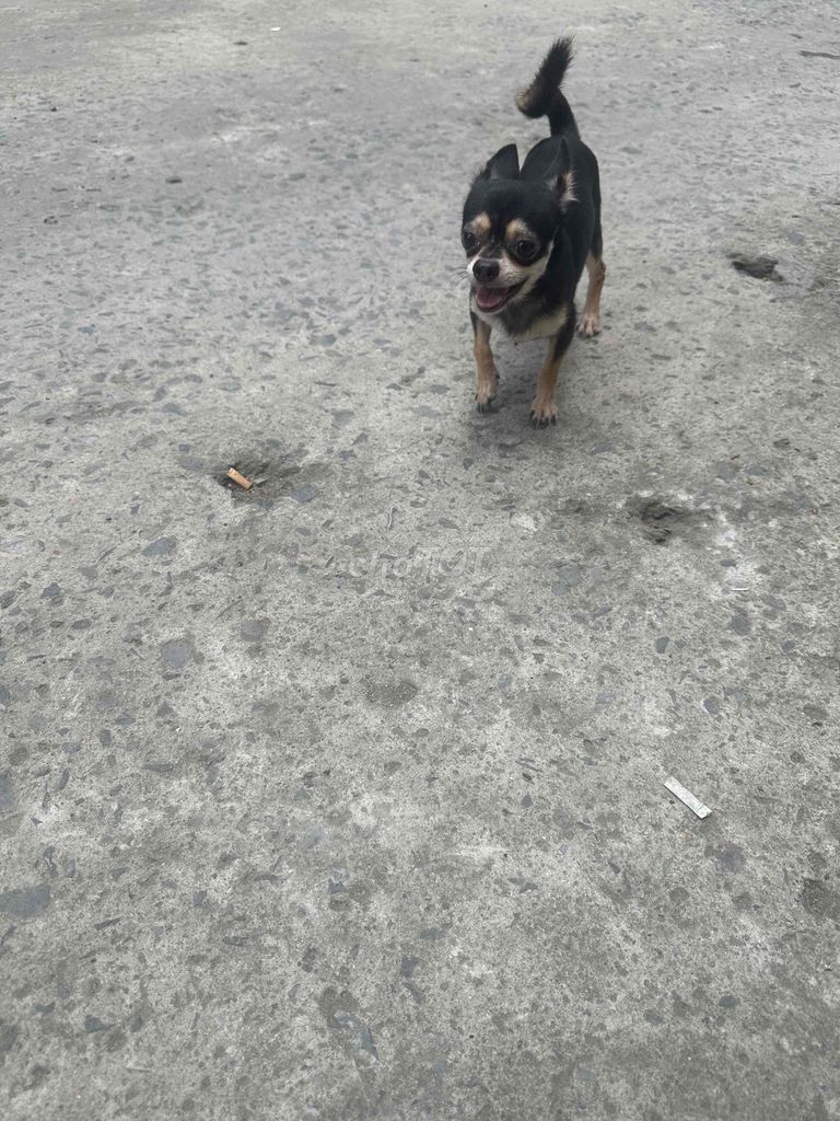 chó chihuahua blacktan. Mua bán Chó tại Huyện Bình Chánh Tp Hồ Chí Minh được đăng bởi Nhựt hình 2