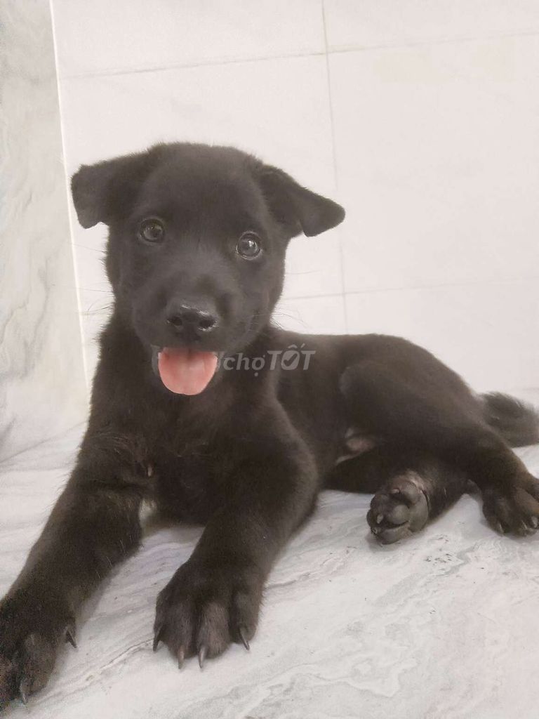 Chó Labrador đực  đen tuyền thông minh . Mua bán Chó tại Quận 6 Tp Hồ Chí Minh được đăng bởi Tăng Chí Lương  hình 1