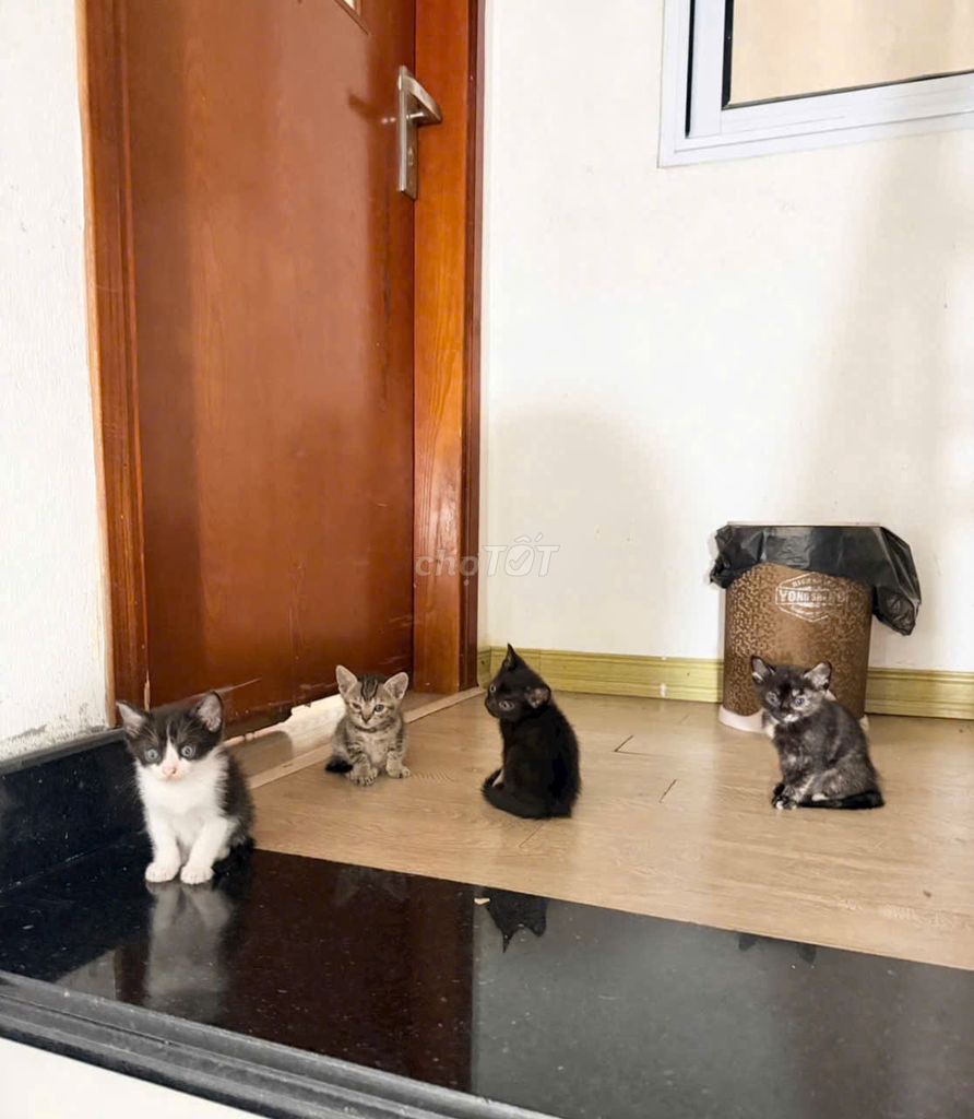 Mèo con đực cái khỏe mạnh. Mua bán Mèo tại Quận Long Biên Hà Nội được đăng bởi Dương Quang Tri hình 1