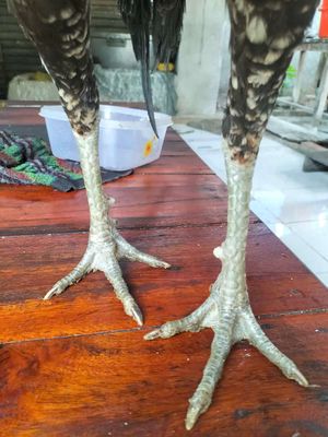 Cần tìm gà ViệtRặc. Mua bán Gà tại Huyện Lấp Vò Đồng Tháp được đăng bởi Phạm Diễm Hương