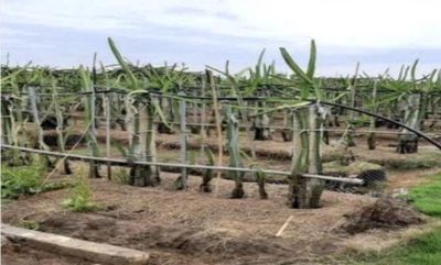 Bán 2300m² Đất Mặt Tiền ĐT827B, Châu Thành, Long An.. Mua bán đất tại Huyện Châu Thành Long An được đăng bởi Chính chủ