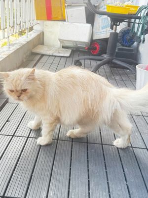 MÈO CÁI LÔNG DÀI