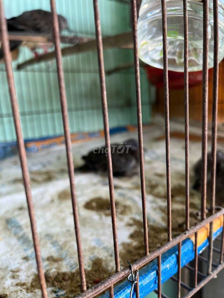 Chim Cu lai Mã Lai 2 con Xám. Mua bán Chim tại Thành phố Dĩ An Bình Dương được đăng bởi ken hình 1