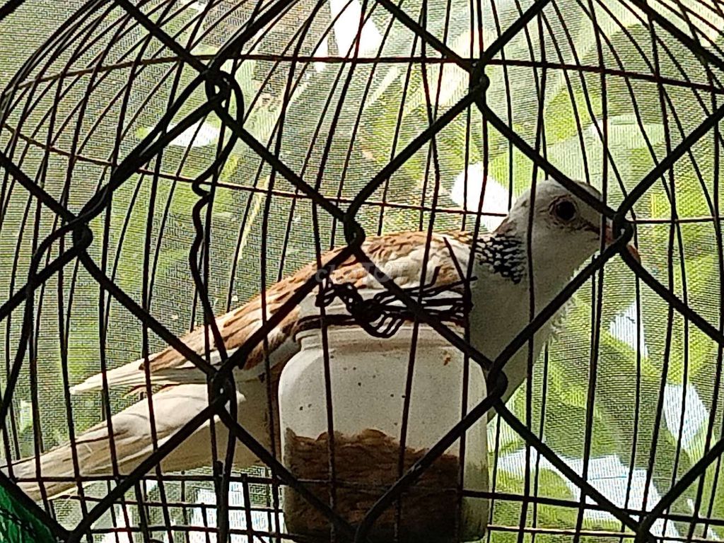 Chim cu gáy malai và Vân hoa. Mua bán Chim tại Quận Cái Răng Cần Thơ được đăng bởi Tấn Hưng Phú  hình 1