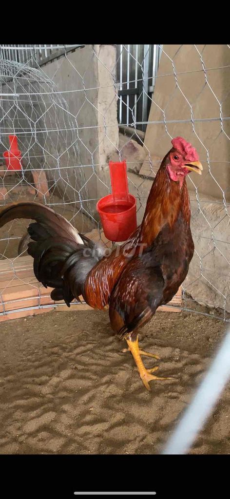 Gà tre 1.7kg gl nồi. Mua bán Gà tại Quận Ô Môn Cần Thơ được đăng bởi Vỹ hình 1