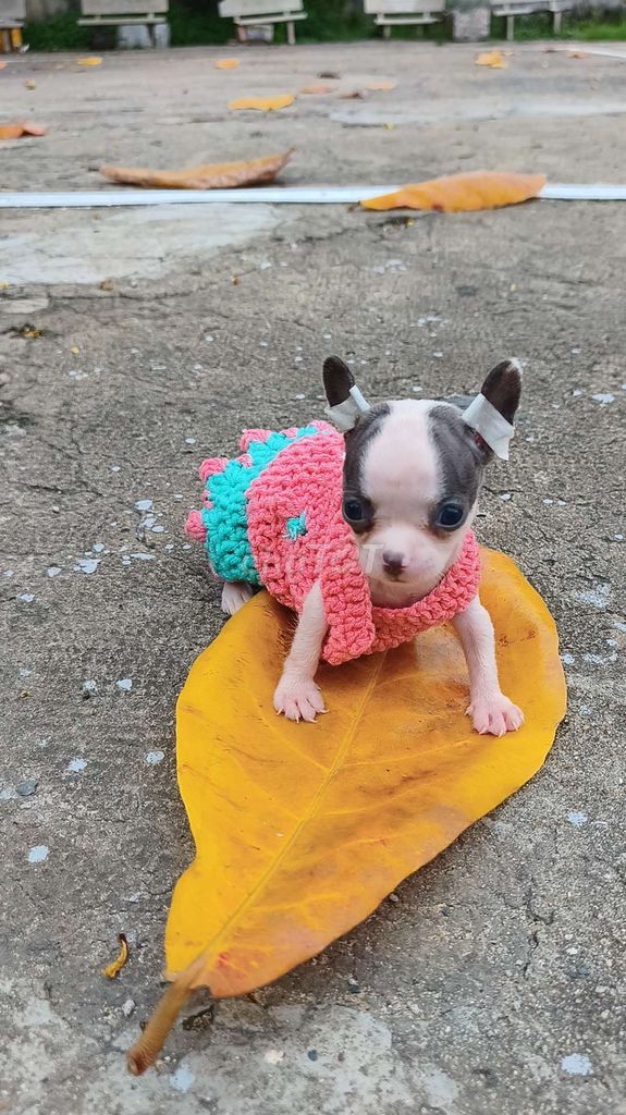 Chó Chihuahua cái 2 tháng đã tiêm. Mua bán Chó tại Quận 8 Tp Hồ Chí Minh được đăng bởi ZoZo House Chihuahua hình 1