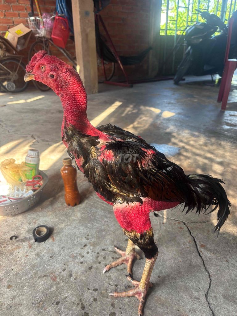 Gà chọi Đen, Đỏ 3.2 kg. Mua bán Gà tại Huyện Củ Chi Tp Hồ Chí Minh được đăng bởi hoàng 73 hình 1