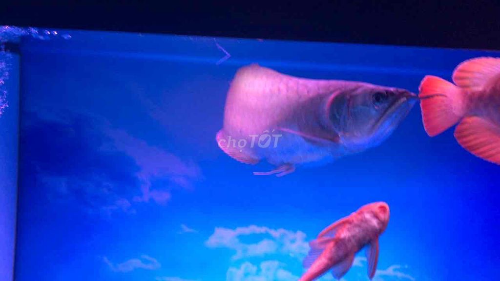 Cá ngân long Bạc 40cm. Mua bán Thú cưng khác tại Thành phố Thủ Đức Tp Hồ Chí Minh được đăng bởi Lê Thoại VI hình 1
