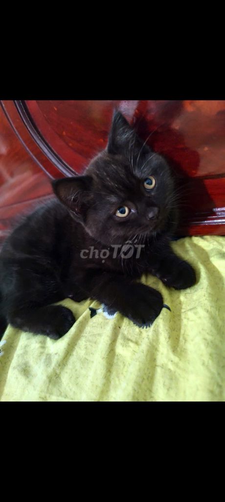 Mèo Anh lông ngắn đực 2 tháng tuổi. Mua bán Mèo tại Quận Tân Bình Tp Hồ Chí Minh được đăng bởi Duong hình 1