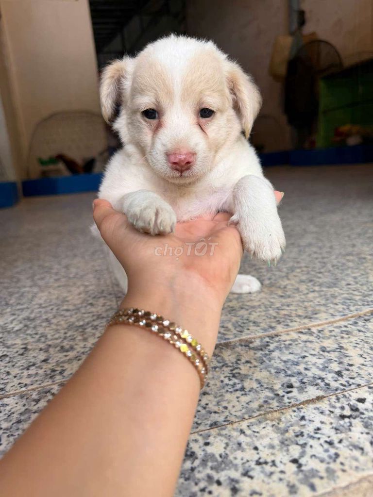 Chó Nhật lai lông xù. Mua bán Chó tại Quận Ninh Kiều Cần Thơ được đăng bởi An An hình 1