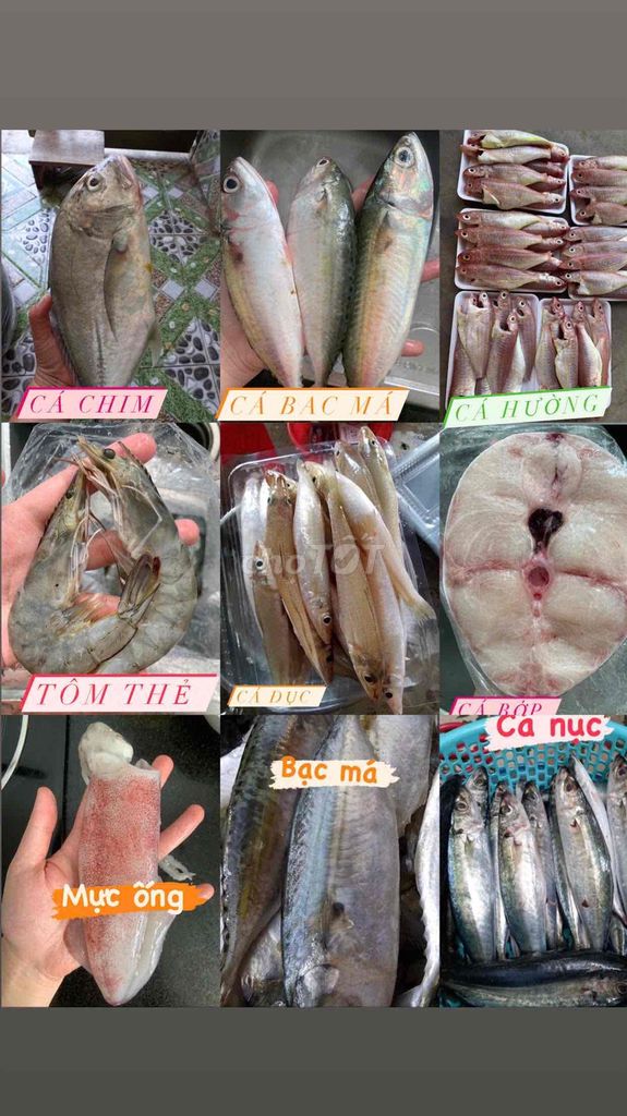 Tôm biển Phan Rí Cửa - Bình Thuận. Mua bán Đồ ăn, thực phẩm và các loại khác tại Quận Bình Tân Tp Hồ Chí Minh được đăng bởi Hải Sản Biển Phan Rí Cửa hình 1