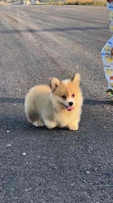 corgi lông dài. Mua bán Chó tại Huyện Mỏ Cày Bắc Bến Tre được đăng bởi SAm Pet house