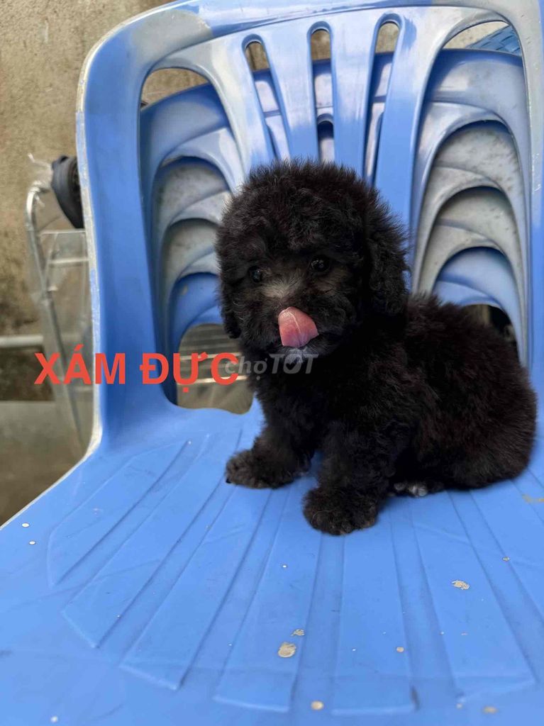 Chó Poodle Teacup gần 2 tháng đã tiêm 1 mũi. Mua bán Chó tại Thành phố Thủ Đức Tp Hồ Chí Minh được đăng bởi Tuấn Đôrêmon hình 1