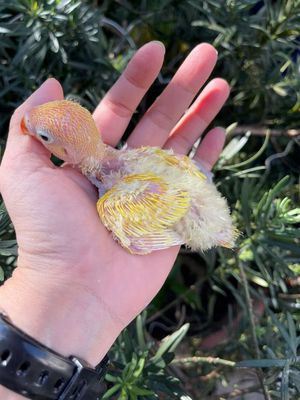 Chim Lovebird Lutino non